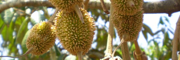 Owoce, Durian