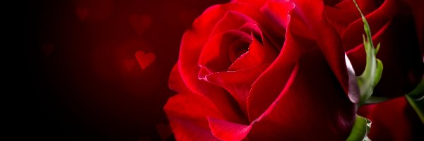 Serca, Róże, Czerwone, Walentynki