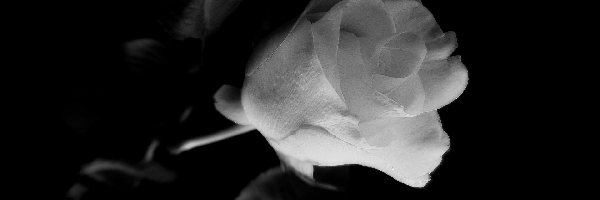 Czarno-Biała, Róża, Kwiat