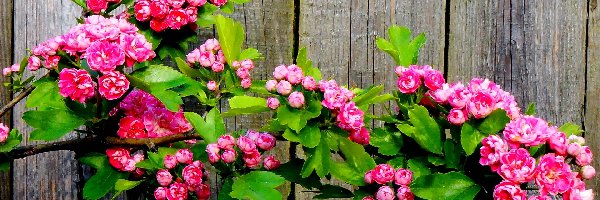 Gałązka, Głóg, Płot, Kwitnąca