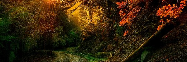 Las, Promienie, Droga, Jesień, Słońca