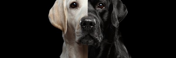Pies, Czarno-biały, Labrador retriever, Tło, Ciemne