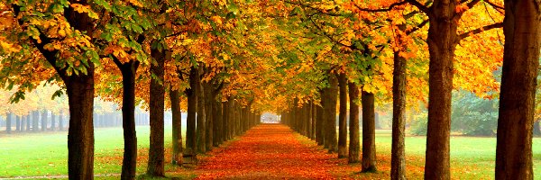 Kolorowe, Liście, Drzewa, Jesień, Park