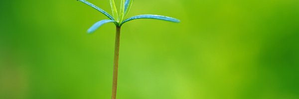 Roślinka, Zielone, Makro, Mech, Tło