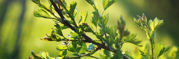 Gałązka, Liście, Zielone, Roślina