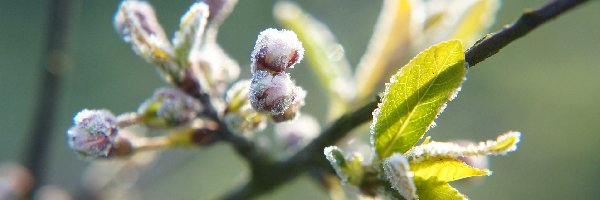 Pąki, Młode, Listki, Szron, Gałązka, Roślina