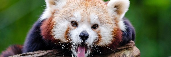 Drzewo, Język, Pandka ruda