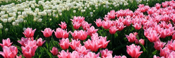 Plantacja, Tulipany, Kwiaty, Wiosna, Różowe, Białe