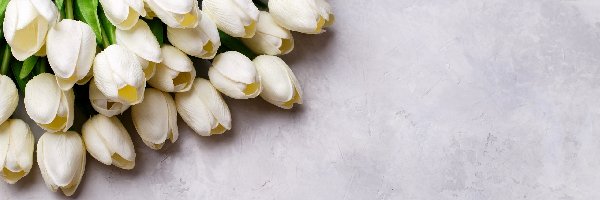 Tulipany, Sztuczne, Białe