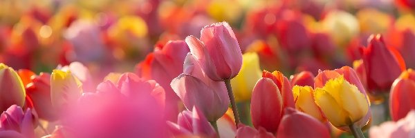 Zbliżenie, Tulipany, Kolorowe