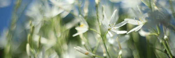 Kwiaty, Białe, Pajęcznica liliowata