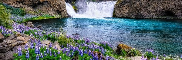 Łubiny, Kwiaty, Rzeka, Skały, Wodospad Hjalparfoss, Islandia, Chmury, Kamienie, Niebo