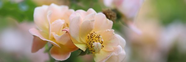 Kwiaty, Róże, Różowo-żółte