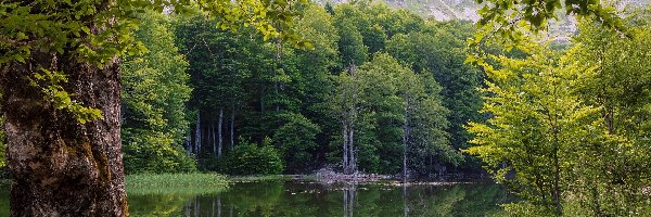 Kamienie, Las, Drzewa, Lato, Jezioro, Leśne