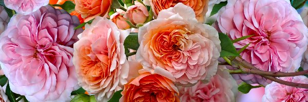 Kwiaty, Różowe, Pomarańczowe, Grafika, Róże