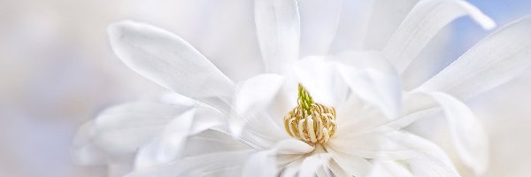 Biała, Makro, Magnolia, Kwiat