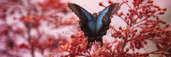 Czarno-niebieski, Kwiaty, Motyl, Owad