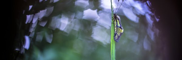 Trawa, Zielone, Źdźbło, Bokeh, Owad, Żółto-czarny