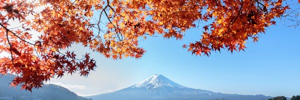 Gałęzie, Jezioro, Fudżi, Fuji, Stratowulkan, Japonia, Honsiu, Góra, Liście
