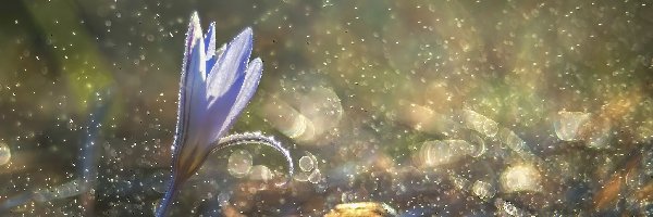 Bokeh, Krokus, Kwiat