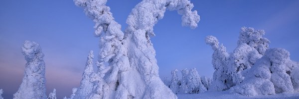 Finlandia, Drzewa, Ośnieżone, Śnieg, Zima, Laponia, Rezerwat Valtavaara