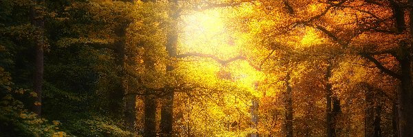 Jesień, Rozświetlone, Słońcem, Rzeka, Park, Droga, Drzewa