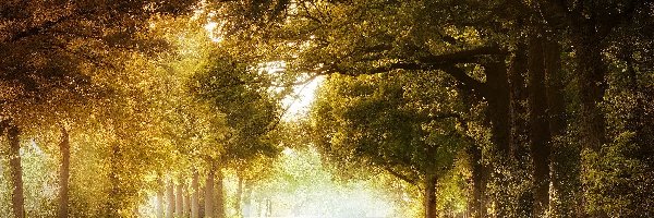 Park, Poranek, Mgła, Jesień, Drzewa