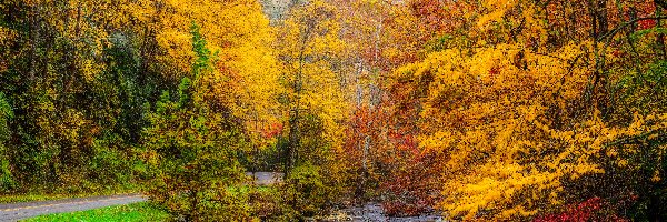 Rzeka, Kolorowe, Droga, Jesień, Drzewa