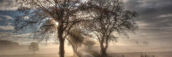Droga, Poranek, Mgła, Drzewa