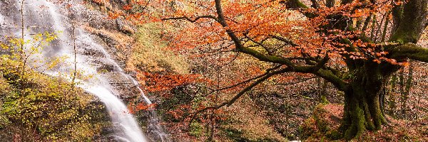 Las, Drzewa, Wodospad, Jesień, Roślinność