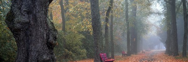Liście, Mgła, Ławki, Park, Jesień, Drzewa, Alejka