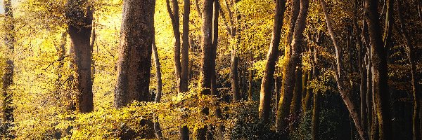 Jesień, Żółte, Drzewa, Las, Liście