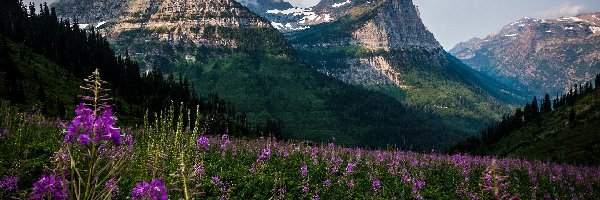 Stan Montana, Łąka, Kwiaty, Stany Zjednoczone, Góra Oberlin, Góry Lewis Range