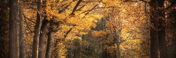 Las, Pożółkłe, Drzewa, Jesień