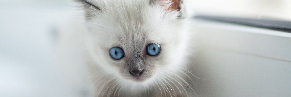 Kot, Niebieskooki, Młody, Biały