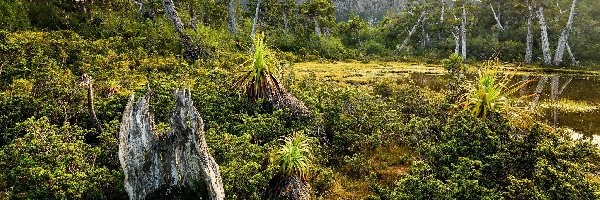 Tasmania, Rośliny, Góra Mount Geryon, Australia, Drzewa, Góry Ducane Range