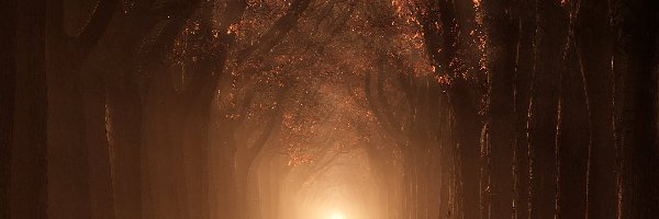 Rozświetlona, Droga, Mgła, Drzewa, Jesień, Las
