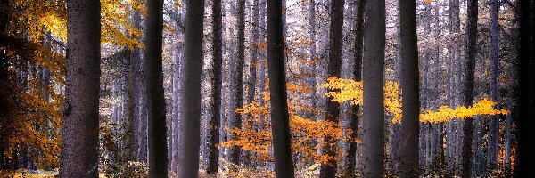 Liście, Wysokie, Drzewa, Kolorowe, Jesień, Las