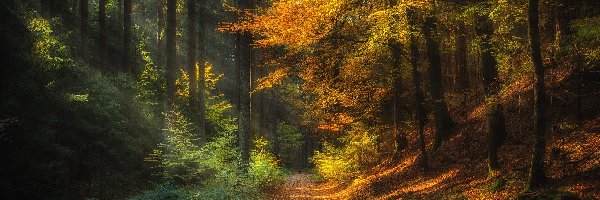 Las, Droga, Drzewa, Jesień, Promienie słońca