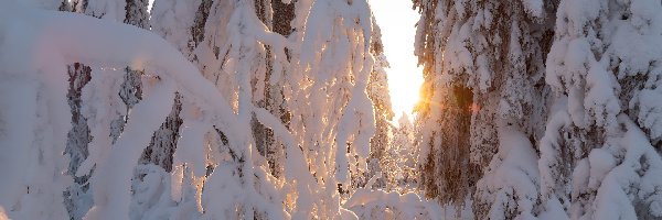 Zima, Drzewa, Las, Słońce, Śnieg