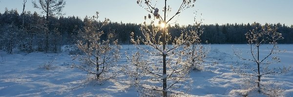 Zima, Rośliny, Drzewa, Promienie słońca, Śnieg