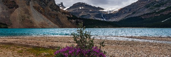 Jezioro Bow Lake, Prowincja Alberta, Chmury, Kwiaty, Park Narodowy Banff, Góry, Drzewa, Kanada