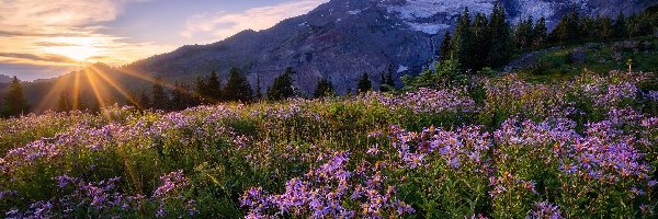 Łąka, Park Narodowy Mount Rainier, Góry, Drzewa, Stratowulkan Mount Rainier, Kwiaty, Promienie słońca, Stany Zjednoczone