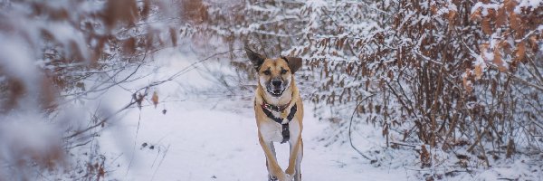 Śnieg, Blackmouth Cur, Pies, Zima