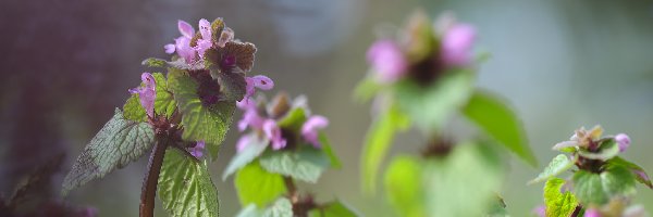Kwiaty, Roślina, Jasnota purpurowa