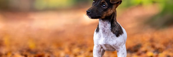 Liście, Terrier, Pies