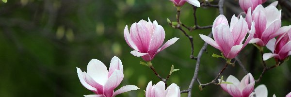 Magnolie, Kwiaty, Gałęzie