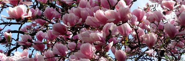 Krzew, Kwiaty, Magnolia, Kwitnący