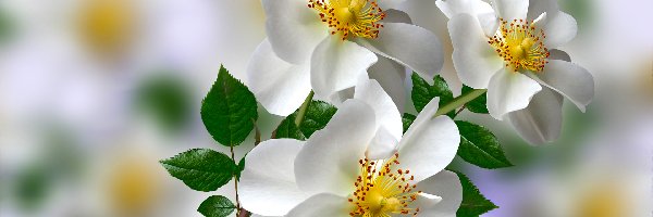 Białe, Grafika 2D, Dzikie róże, Kwiaty