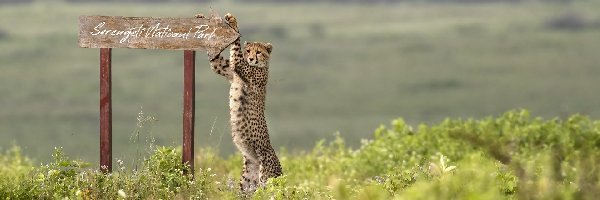 Gepard, Tabliczka, Drogowskaz, Tanzania, Afryka, Park Narodowy Serengeti, Napis